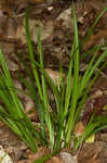 Cumberland sedge